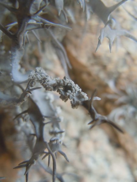 ...Roccella fuciformis?